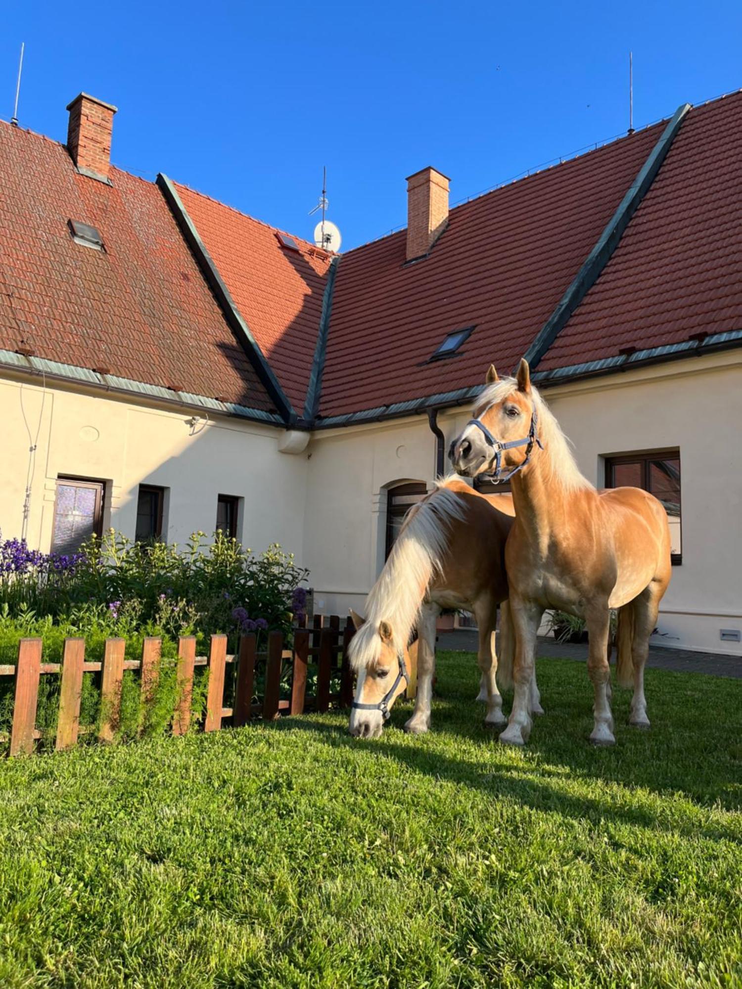 Dvůr Nové Zámky Mladec Exterior foto