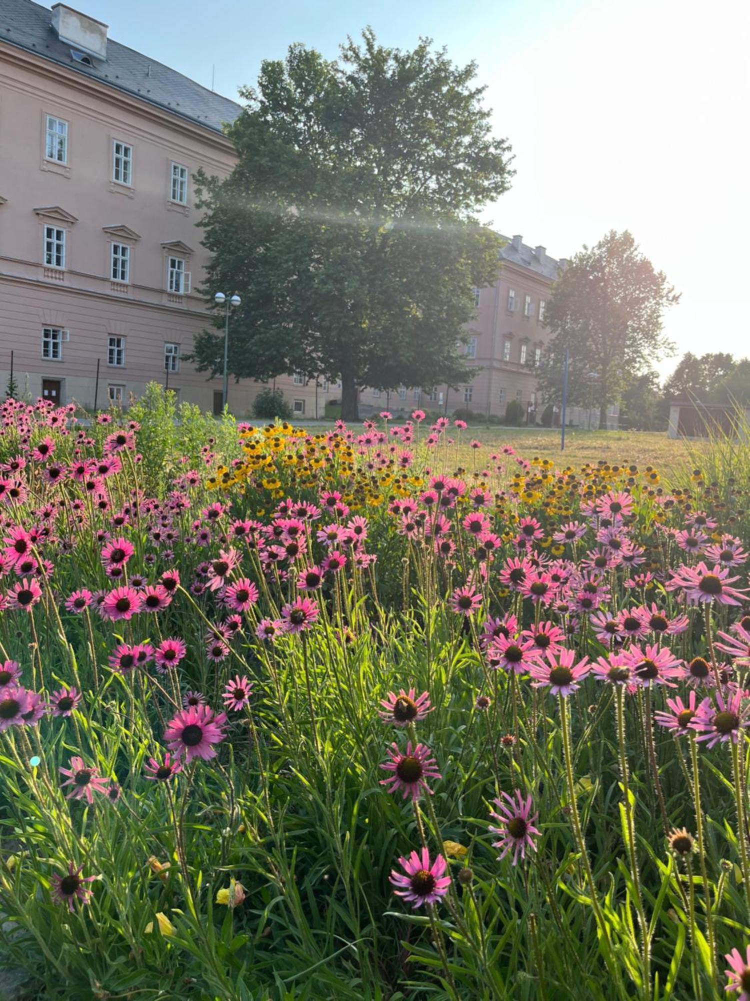 Dvůr Nové Zámky Mladec Exterior foto